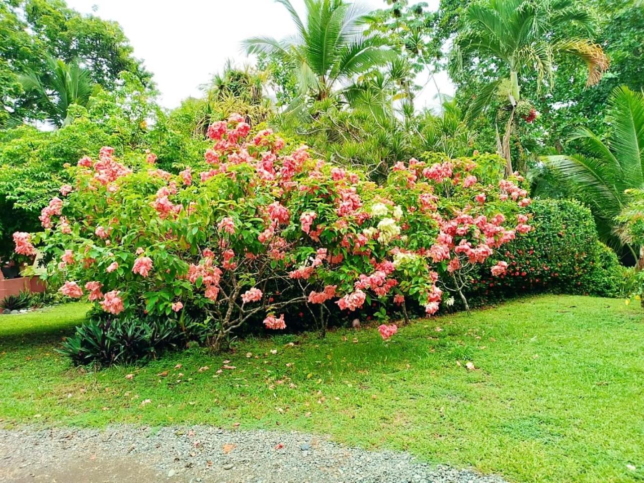 Hotel La Diosa Cahuita Exteriér fotografie