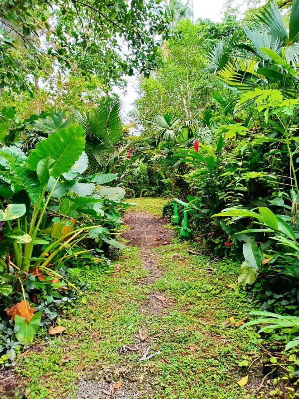 Hotel La Diosa Cahuita Exteriér fotografie