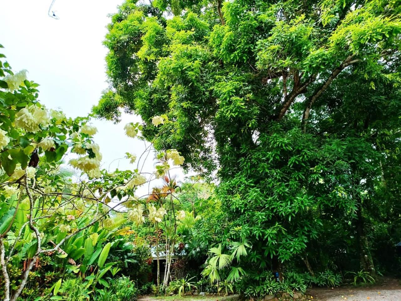 Hotel La Diosa Cahuita Exteriér fotografie